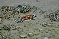 turnstone, turnstones-3